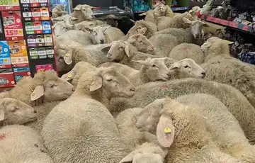 Njemacka 50 ovaca uslo u supermarket