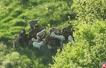 Siroki Brijeg Muskarac izgubio stado koza