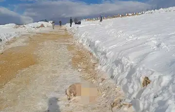 Vlakovo Prijatelji zivotinja