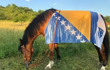 Bosanski arapski konj