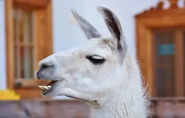 Lama