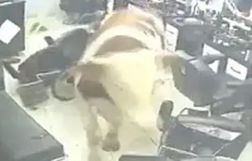 Turska Bik-kurban uletio u frizerski salon, mušterije se razbježale