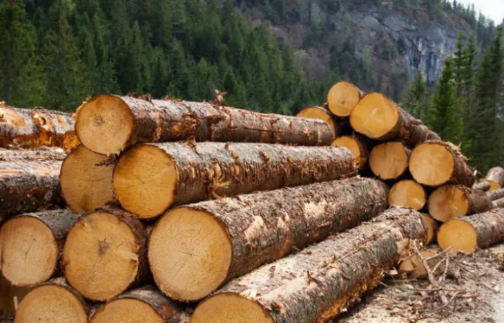 Suma drva trupci drvna industrija 1