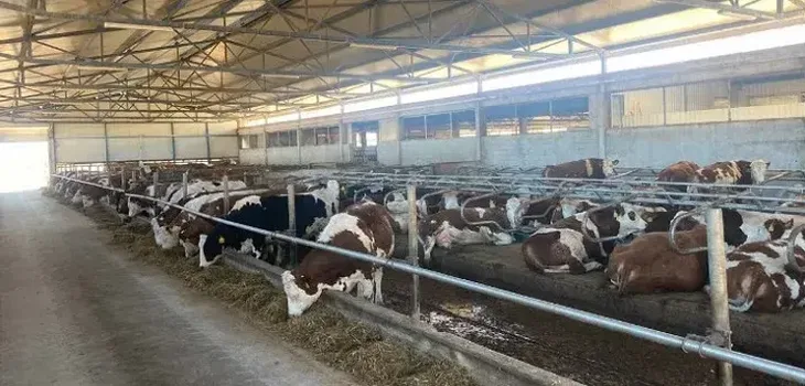 Farma krava posusje 21