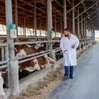 Farma