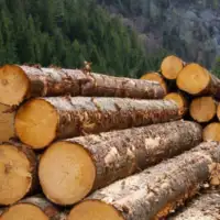 Suma drva trupci drvna industrija 1