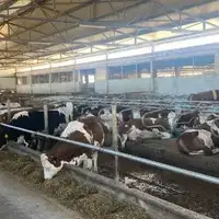 Farma krava posusje 21