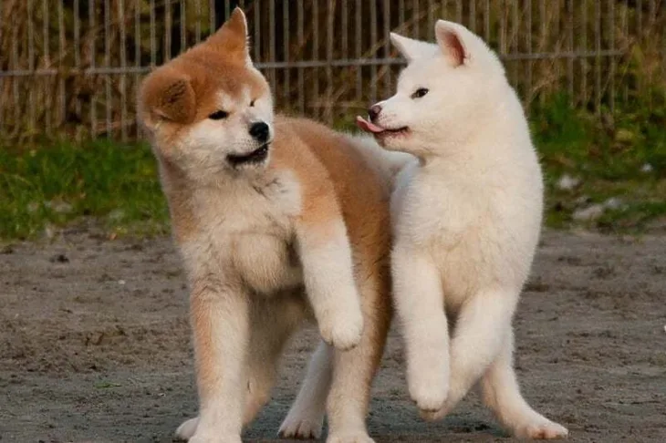 pas Akita foto DevianArt