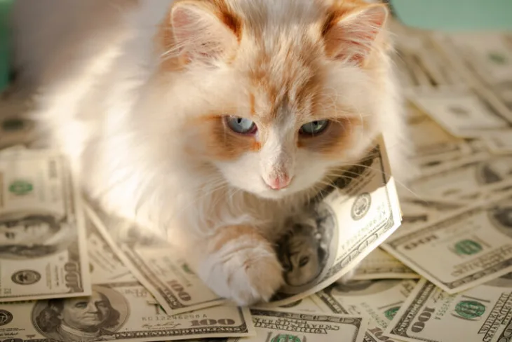 Macka shutterstock 1926933458 768x513