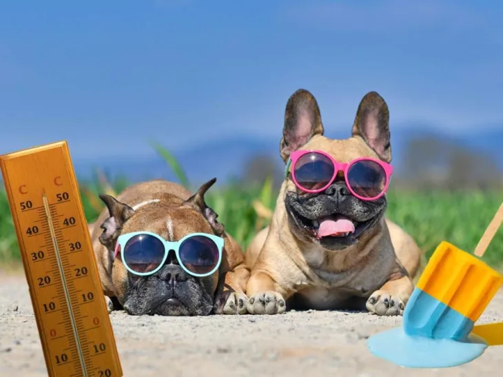 Ljubimci shutterstock