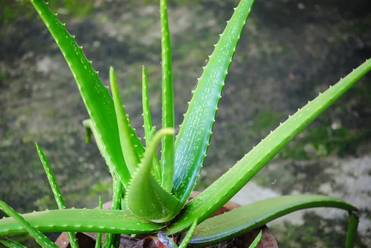 aloja vera