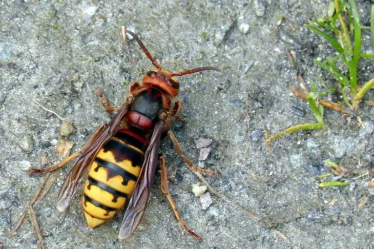 stršljen