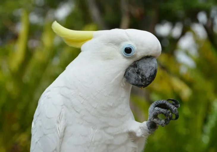 Papagaj