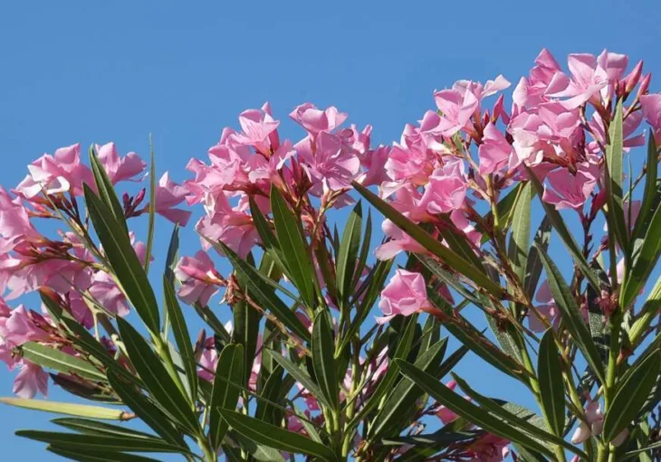 Oleander 872x610