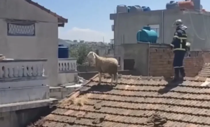ovca alzir