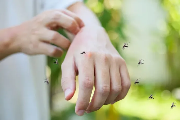 Insekti 08 07