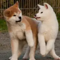 pas Akita foto DevianArt