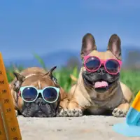 Ljubimci shutterstock