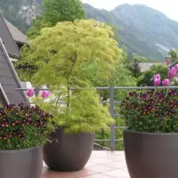 Biljke balkon