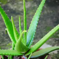 aloja vera