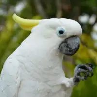 Papagaj