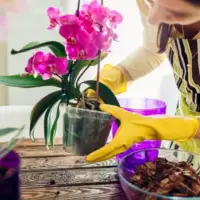 Orhideja min