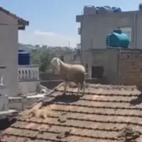 ovca alzir