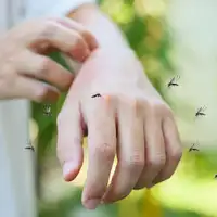 Insekti 08 07