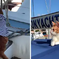 Macak Tik Tok