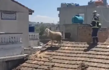 ovca alzir