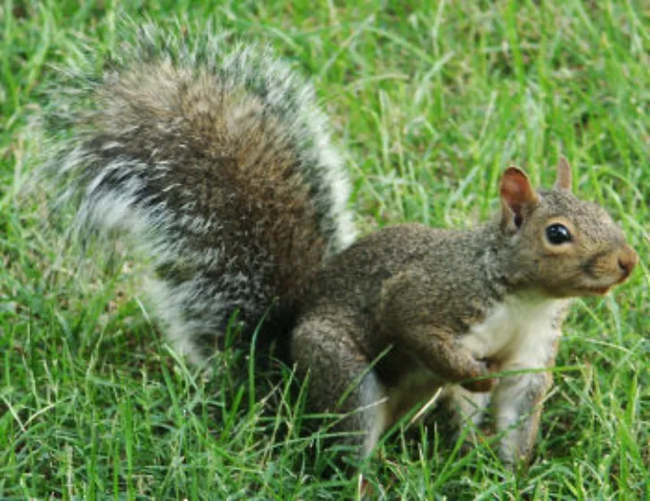 Vjeverice  Sciurus carolinensis foto wikipedija