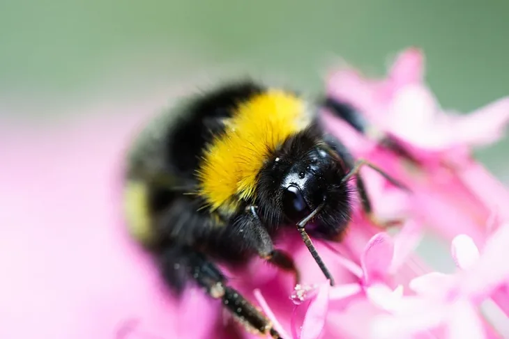 bumbar Foto: Unsplash