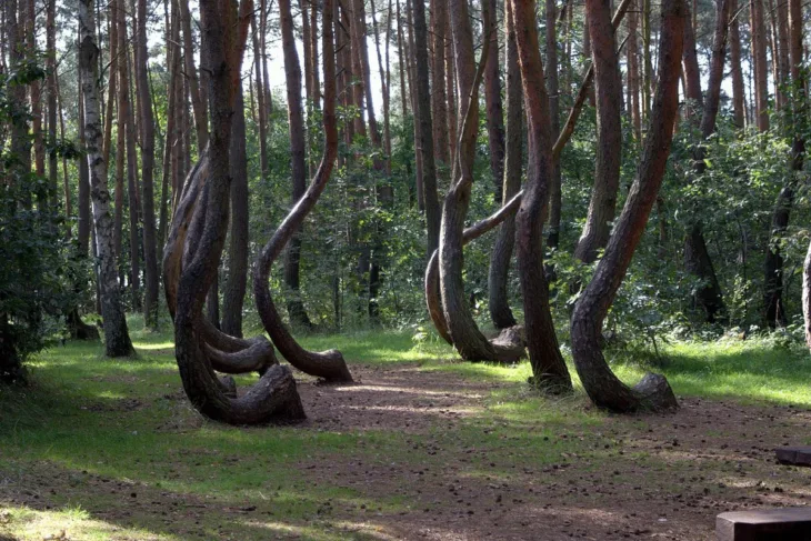 Iskrivljena šuma