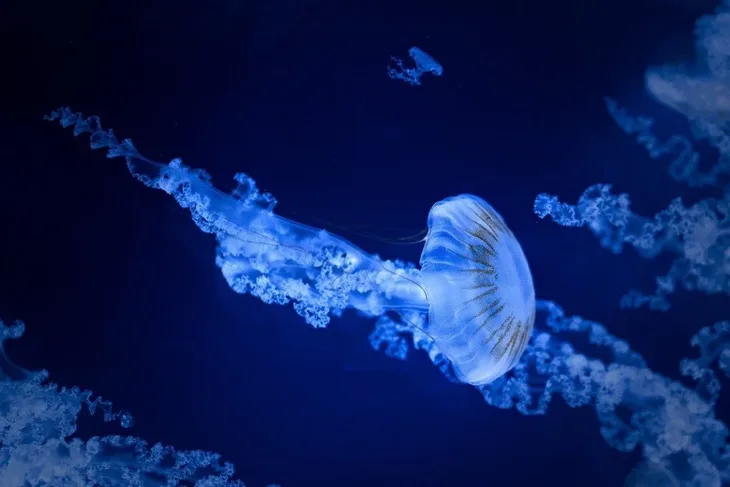 Meduza