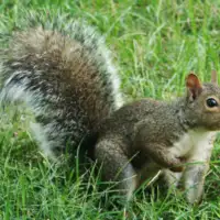 Vjeverice  Sciurus carolinensis foto wikipedija