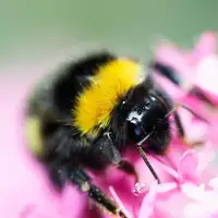 bumbar Foto: Unsplash