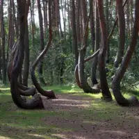 Iskrivljena šuma