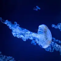 Meduza