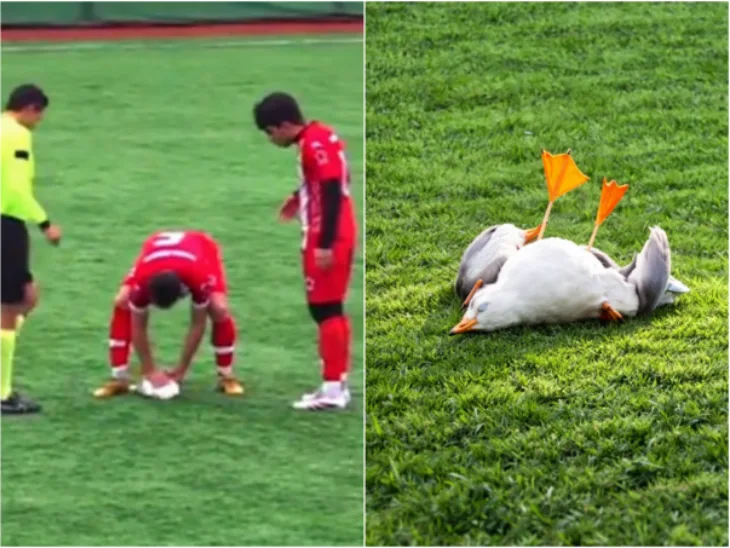 Fudbaler reanimirao povrijedenog galeb