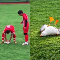 Fudbaler reanimirao povrijedenog galeb