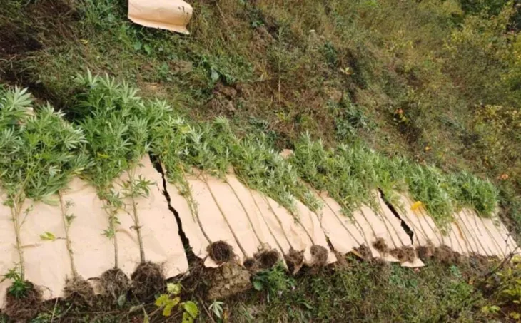 PU doboj plantaza droga