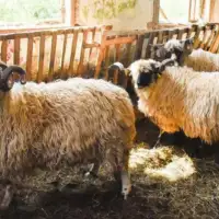Kurbani