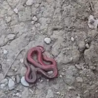 zmija crna gora