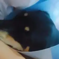 Pas