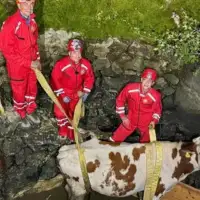 Hrvatska krava gss