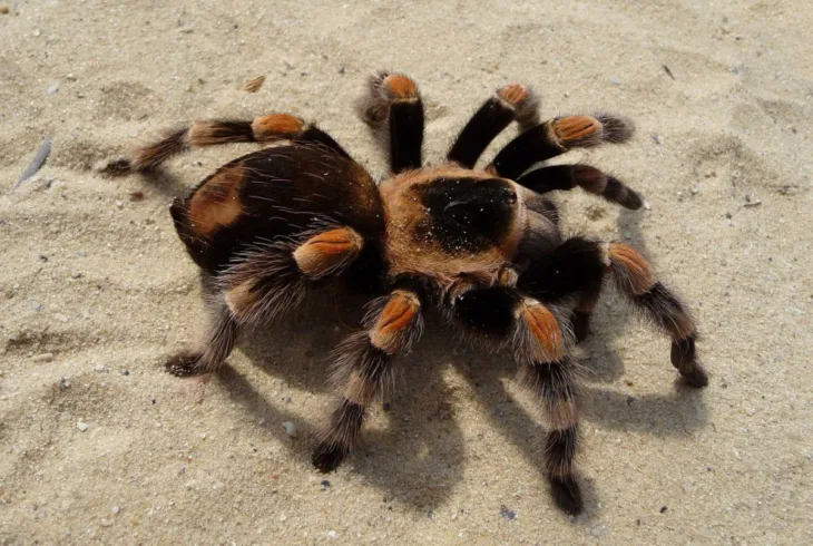 Tarantula