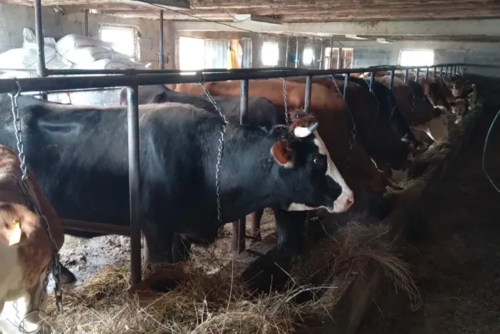 Farma krava fena