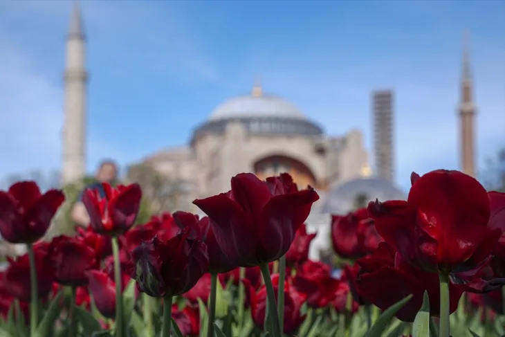 Tulipani istanbul 3aa
