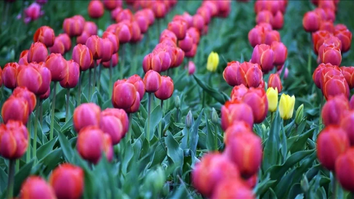 TULIPANI