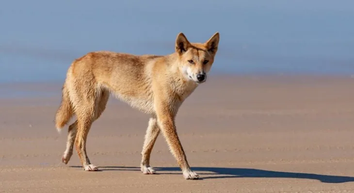 Dingo
